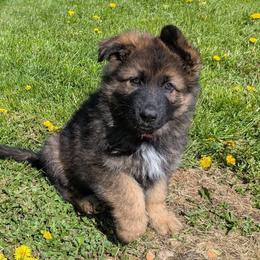 Aurora - Sable female German Shepherd puppy in Waterloo, New York from Von Nikolaos German Shepherds