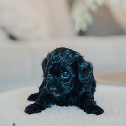 Purple Girl - Black female Cavapoo puppy in Mckinney, Texas from Doodles of North Tx