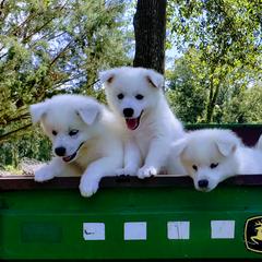 American Eskimo Dog Puppies from Pecan Ridge Puppies
