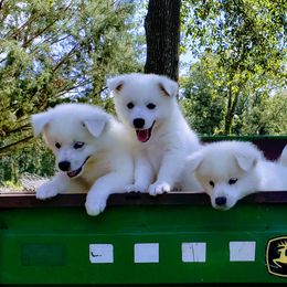 American Eskimo Dog Puppies from Pecan Ridge Puppies