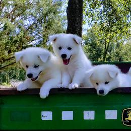 American Eskimo Dog Puppies from Pecan Ridge Puppies