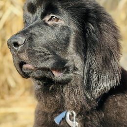 AKC Boy 1 - KING - Black Newfoundland puppy in Marshall, Missouri from Majestic Gentle Giants