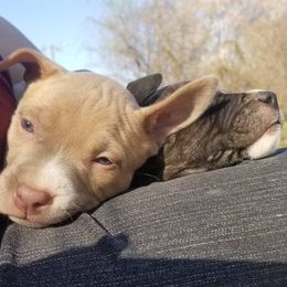 American Pit Bull Terrier Puppies from Kaotic APBTs