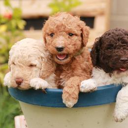Labradoodles from Terra Swann