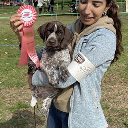 German Shorthaired Pointer Puppies from Fireheart German Shorthaired Pointers