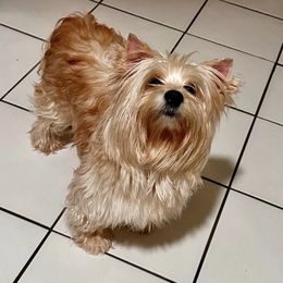 Nicolette - Parti female Yorkshire Terrier puppy in Cape Coral, Florida from Katherine’s Yorkies and Poodles