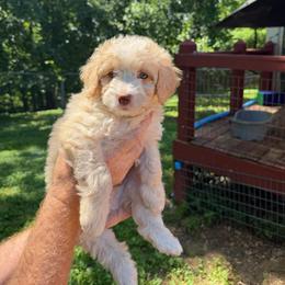 Bronco - Yellow and white male Bernedoodle puppy in Campbellsville, Kentucky from Blue Belle Hills Bernedoodles
