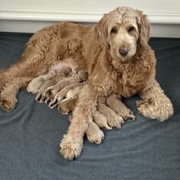 Goldendoodle Puppies from Bellegrove Goldendoodles
