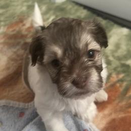 Havanese from Sweet Tea Havanese