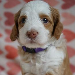Kasey - Caramel ice male Australian Labradoodle puppy in Fontana, California from Glory Labradoodle’s