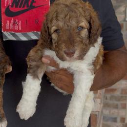 Nutmeg - Sable male Bernedoodle puppy in Richmond, Texas from Harper’s Heartbeats