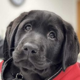 Labrador Retriever Puppies from Laurie & Joe's Labs