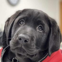 Labrador Retriever Puppies from Laurie & Joe's Labs