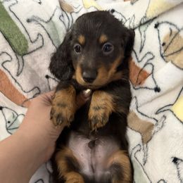 Comet - Black and tan male Dachshund puppy in Tampa, Florida from EntityDachs