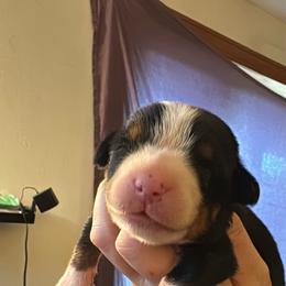 Pink Collar - Black, white and red female Greater Swiss Mountain Dog puppy in Knoxville, Maryland from Dahlgren Swissys