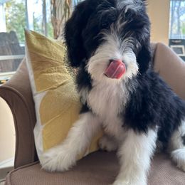 Dark Pink Collar - Sheepadoodle puppy from CelticDoods