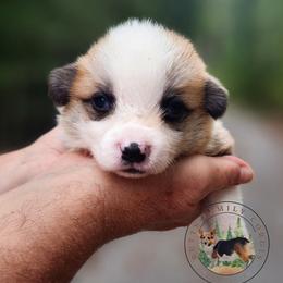 Biscuit - Red male Pembroke Welsh Corgi puppy in Cameron, North Carolina from Butts Family Corgis