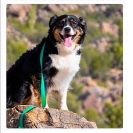Miss Taffy - Black tri-color female Australian Shepherd puppy in Waddell, Arizona from Winsome Aussies