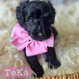 Te Ka - female Cavapoochon puppy in Bullard, Texas from Cavapoochon Central LLC