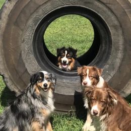 Australian Shepherds from Dog Pals Sports Camp
