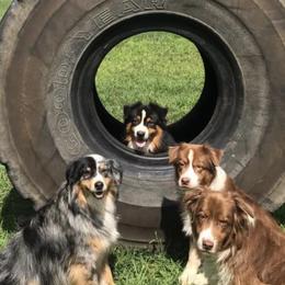 Australian Shepherds from Dog Pals Sports Camp