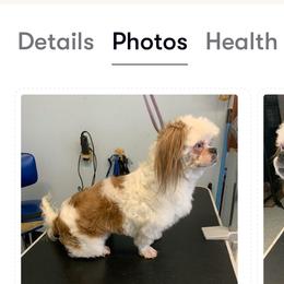 Joesy - Red and white female Shih Tzu puppy in Manlius, New York from Dorothy Agrippino's Shih Tzus