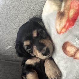 Dachshund Puppies from Leah’s Suncoast Doxies