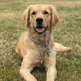 Willow - Golden Retriever