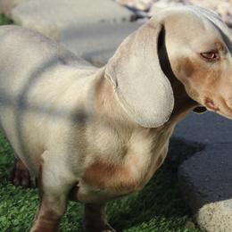 Ripp - Dachshund