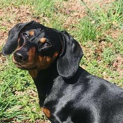 Fergus - Dachshund