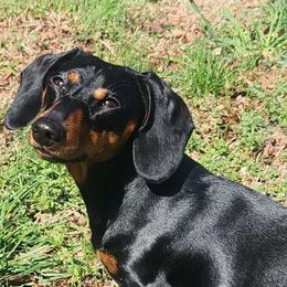 Fergus - Dachshund