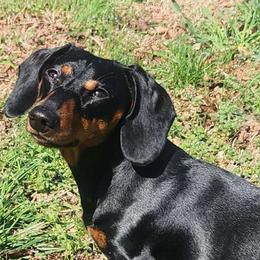 Fergus - Dachshund
