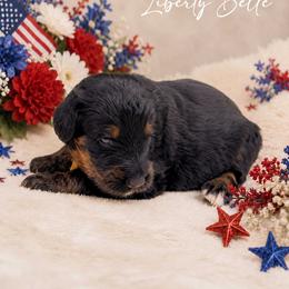 Liberty Belle - Tri-color female Bernedoodle puppy in Spartanburg, South Carolina from Southern Magnolia Bernedoodles