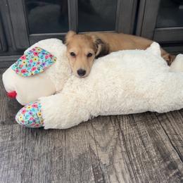 Ash - Chocolate and cream male Dachshund puppy in Pueblo, Colorado from Nikas Baby Beanz LH Dachshunds