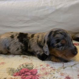 Poppy - Dapple female Dachshund puppy in Lebanon, Oregon from Willow Moons Dachshunds