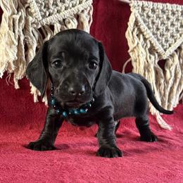 Blaze - Black male Dachshund puppy in Lincoln, Arkansas from Red Dirt Dachshunds