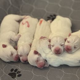 West Highland White Terrier puppies from SoundHaven Westies