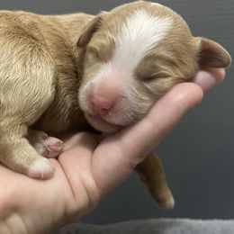 Bernedoodle Puppies from Myt fine doodles