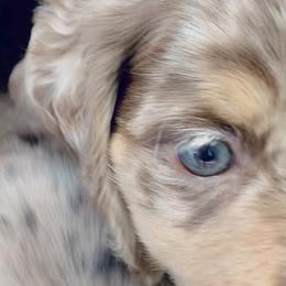 Dachshund Puppies from Meldox