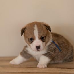 Blue Collar - Paddington - Sable male Pembroke Welsh Corgi puppy in Waverly Hall, Georgia from 6g Ranch Corgis