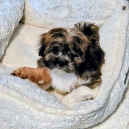 Cinnamon - Brindle female Lhasa Apso puppy in Hillsboro, Oregon from Luv-N-Laughter Lhasa Apsos