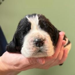 Elijah Craig - Black and white male English Springer Spaniel puppy in Hawesville, Kentucky from Bristol’s Southern English Springer Spaniels