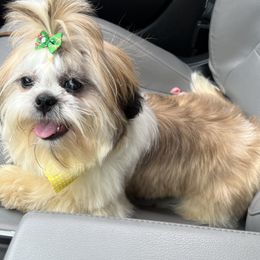 Khalessi - Shih Tzu