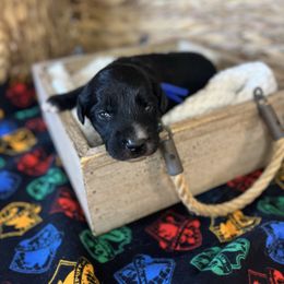 Neville Longbottom - Black male Bordoodle puppy in Valley Center, California from Circle R Valley Farms