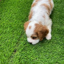 Cavalier King Charles Spaniel Puppies from Austin Cavaliers