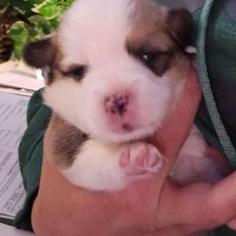 Luna - Red female Pembroke Welsh Corgi puppy in Walnut, Iowa from Michelle's House of Corgi's