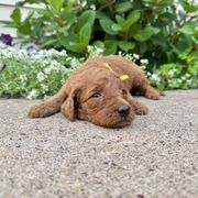 Leigh - Red female Irish Doodle puppy in Hammond, Wisconsin from Queen of the Hill Puppies