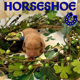 Horseshoe - Yellow male Labrador Retriever puppy in Water Valley, Mississippi from Three Lakes Labs & WHDs