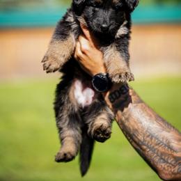 Effie - Bi-color female German Shepherd puppy in Knowlton Township, New Jersey from Augenblick Kennels