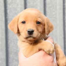 German Shorthaired Pointer and Labrador Retriever Puppies from LL Gun Dogs, LLC
